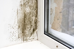 Cleveland Mold Inspections