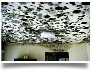 mold inspection Sandusky OH